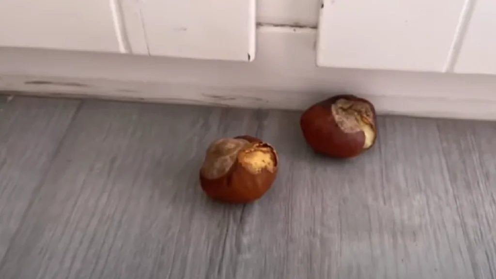 Edderkoppesæsonen er startet: Sådan holder du dem på afstand med et simpelt kastanjetrick