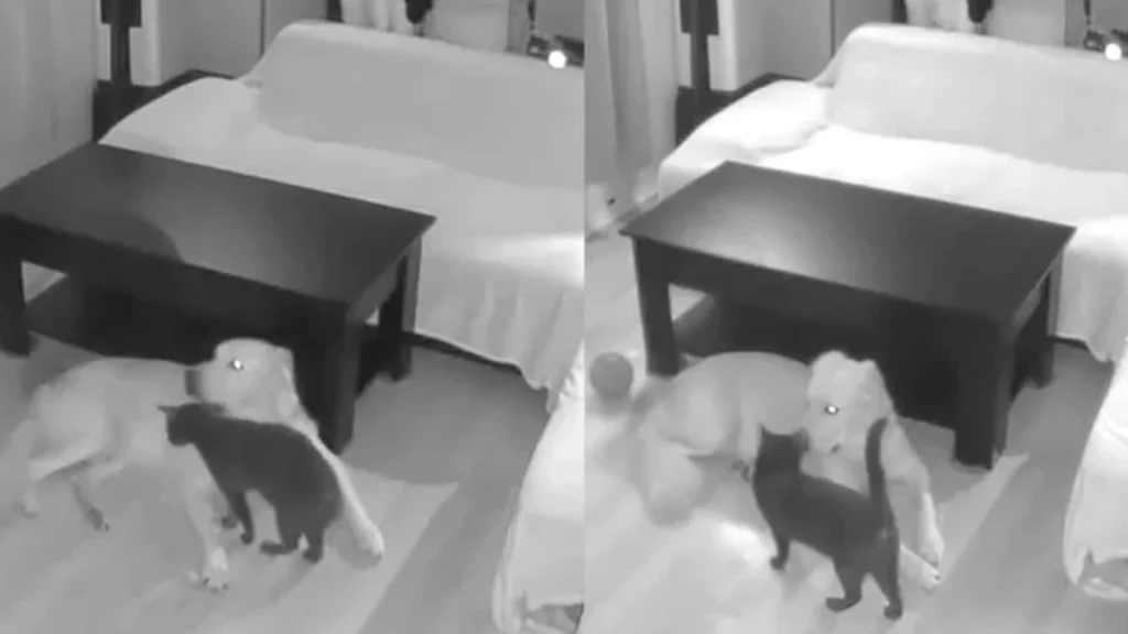 Efterlader kat og hund alene hjemme: Ejere lamslåede over, hvad de ser på overvågningskameraet