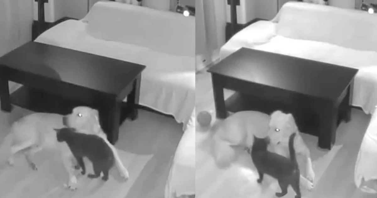 Efterlader hund og kat alene hjemme: Ejere chokerede over, hvad overvågningskameraet viser