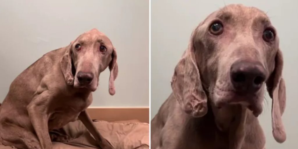 ‘Loyal’ 20-årig hund forvirret over, hvorfor den blev afleveret til internat