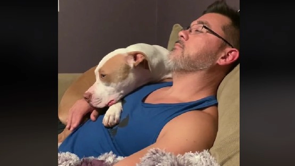 Ejeren erkender: Jeg skulle aldrig have ladet min hund gøre dette som hvalp