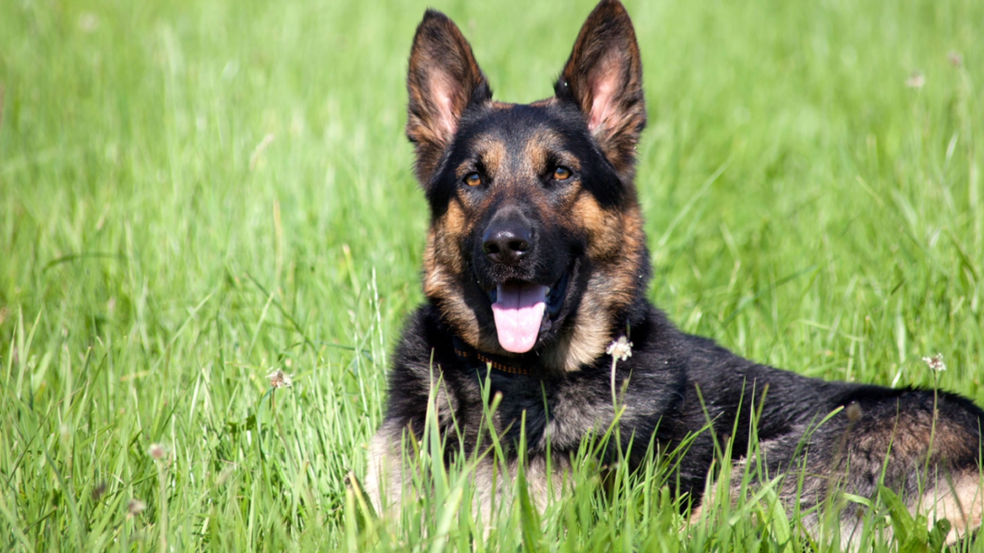 Ejer møder kaos: Hundehvalp efterladt alene hjemme i fem timer