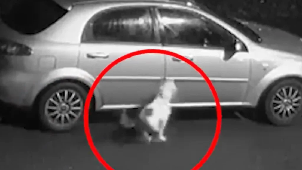 Ejer lukkede sin hund ud midt om natten: Så gør han det utænkelige