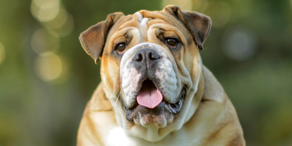 En bulldog-hvalp ‘reddede ejers liv’ efter at have tygget hans tå ind til knoglen, mens han sov