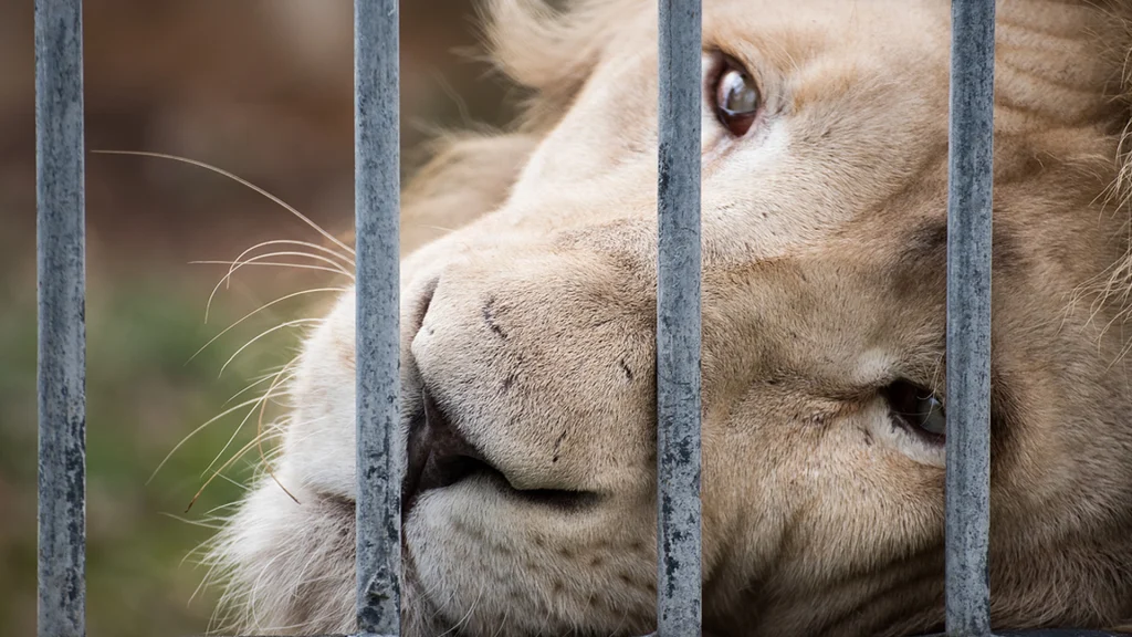 n familie tilbragte en nat i zoologisk have: Havde kun 30 sekunder til at flygte, før fem løver slap løs