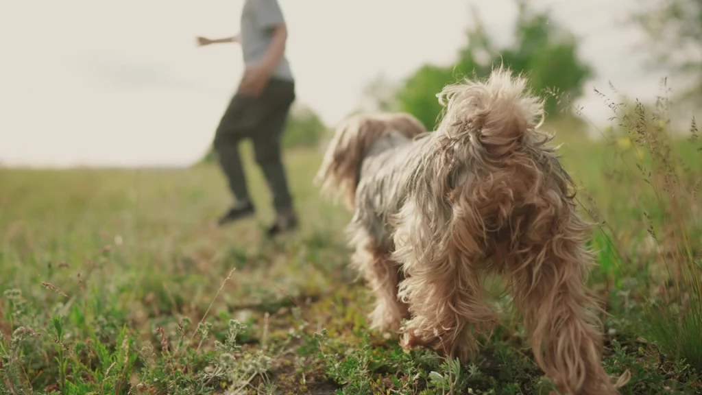 Giv Fido en god alderdom: Sådan passer du på din hund, når den bliver ældre