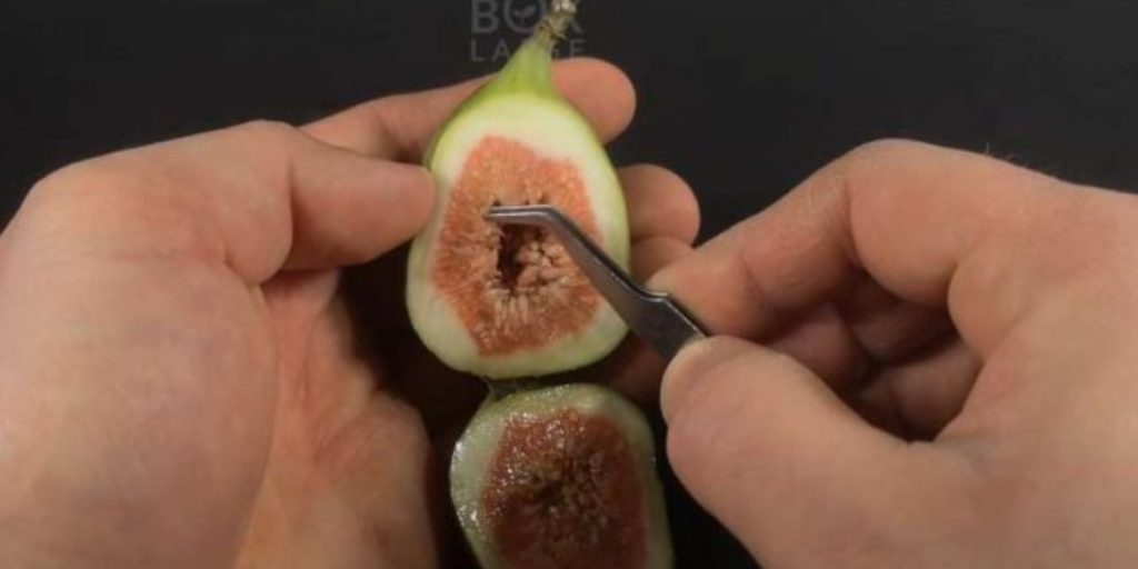 Køb en figen og gem nogle frø – om 100 dage har du en flot plante