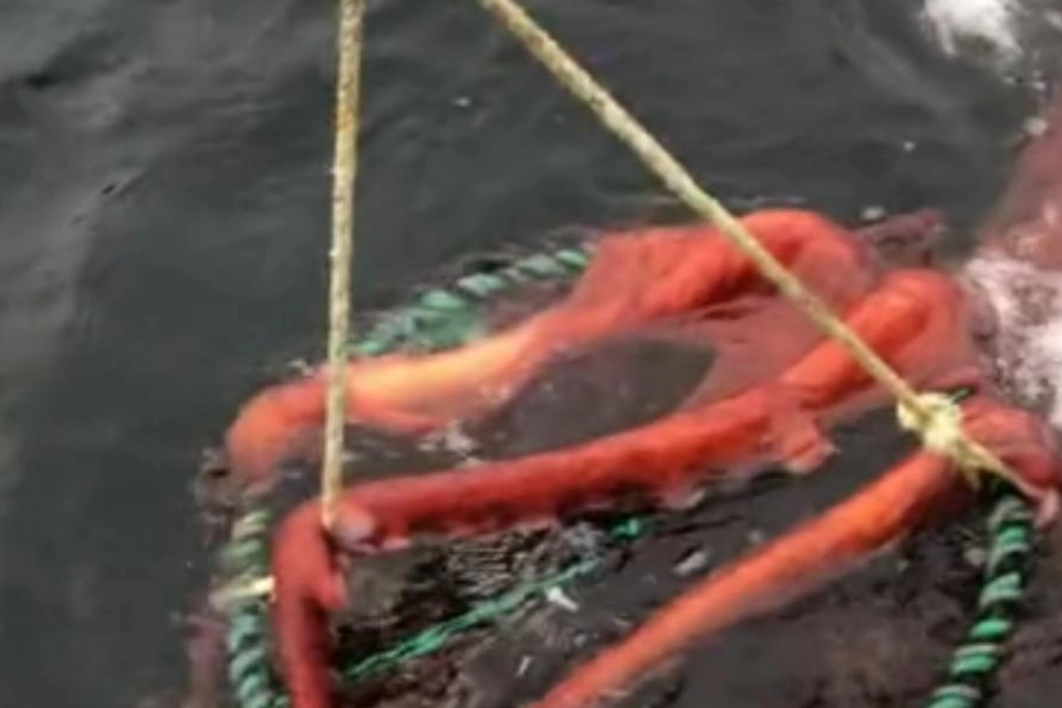 Utrolig video går viralt: Fiskerne kunne ikke tro deres egne øjne, da de trak nettet op