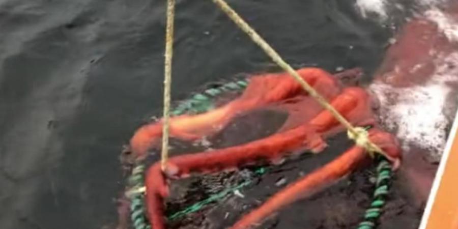 Går viralt: Fiskerne hev nettet op og opdagede noget, der fik dem til at tabe kæben