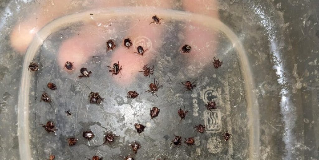 Sådan slipper du for flåter i haven: Biologens bedste tips