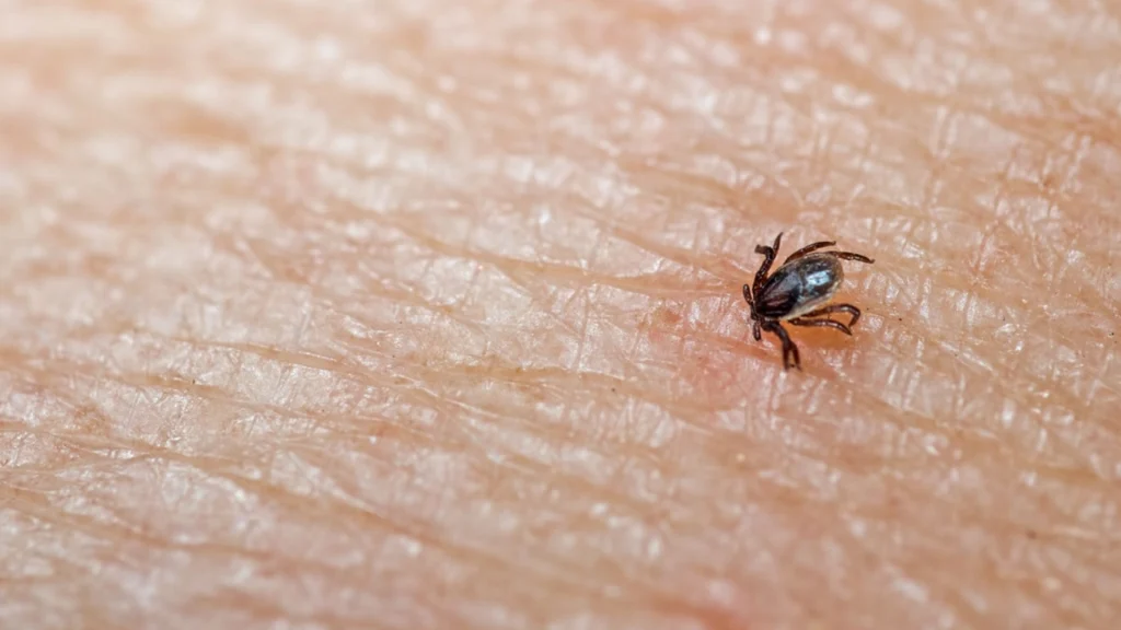 Vær opmærksom, hvis du går tur: Sundhedsstyrelsen guider til at undgå flåtbid