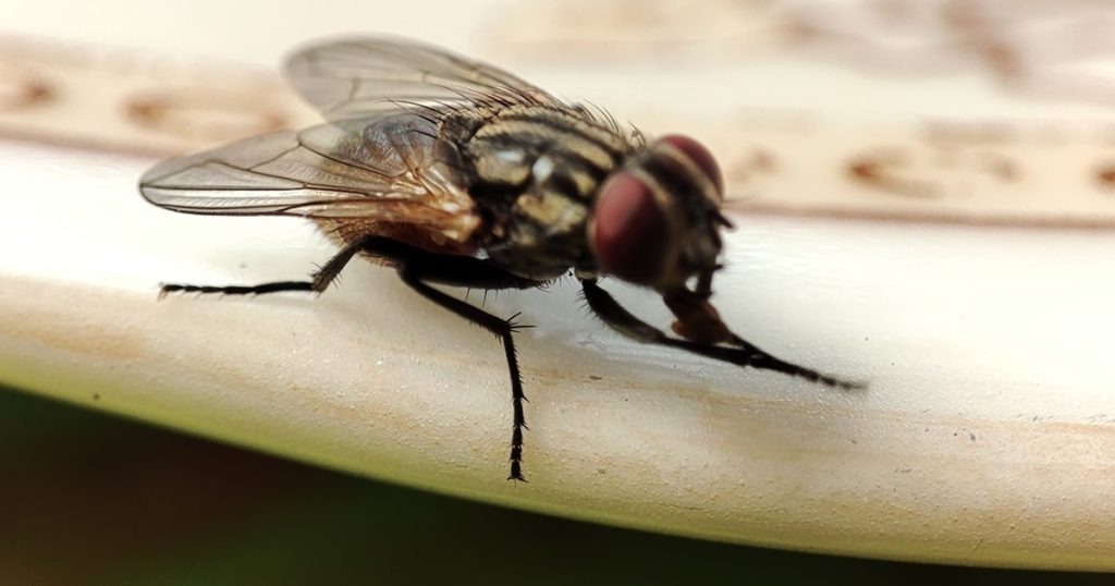 Disse planter kan holde fluerne væk fra hjemmet