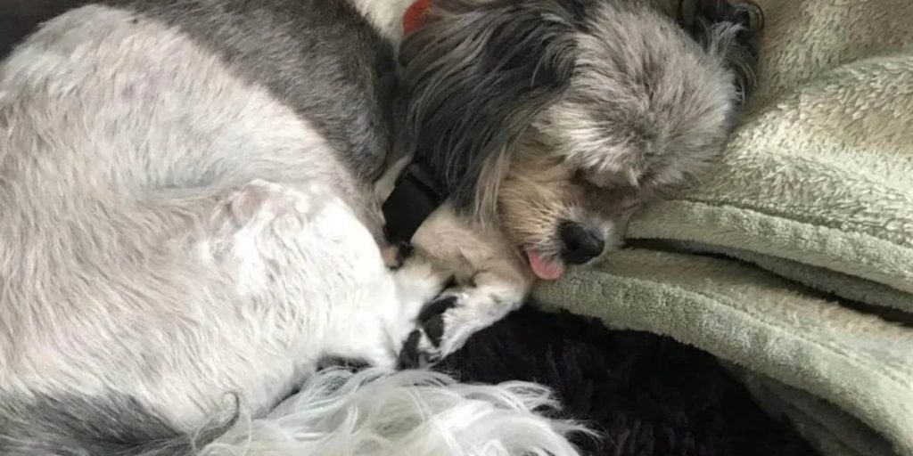 Advarsel til kæledyrsejere efter at hund blev ‘forgiftet’ af husholdningsapparat