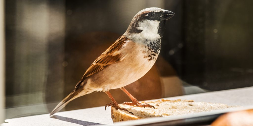 Er en fugl fløjet ind i et vindue? Så begrav den ikke