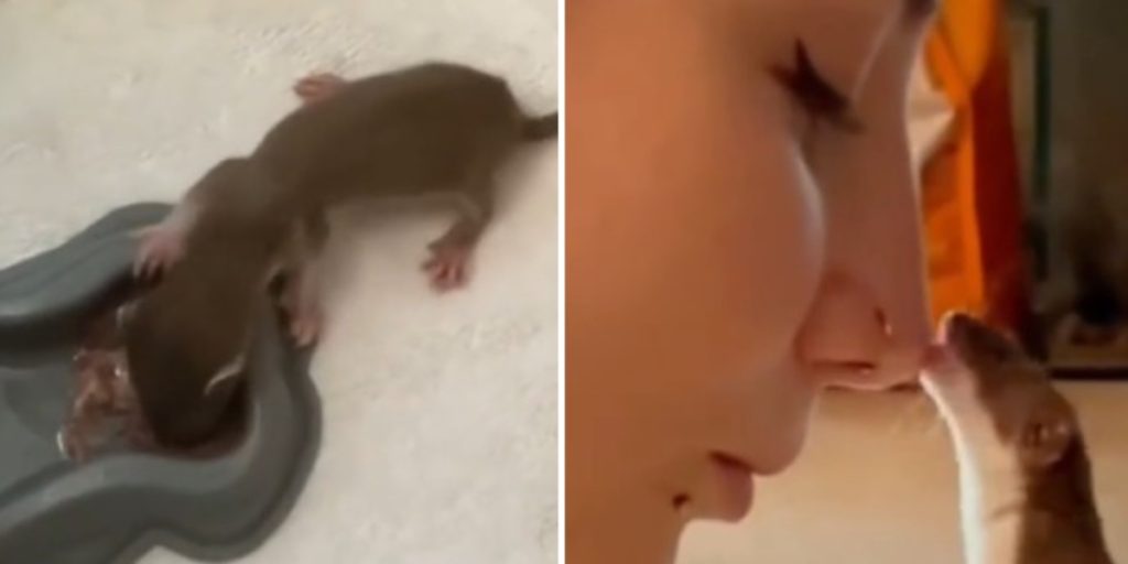 Han finder et nyfødt væsen, der er blevet forladt, og tager det med hjem: Så sker det uventede