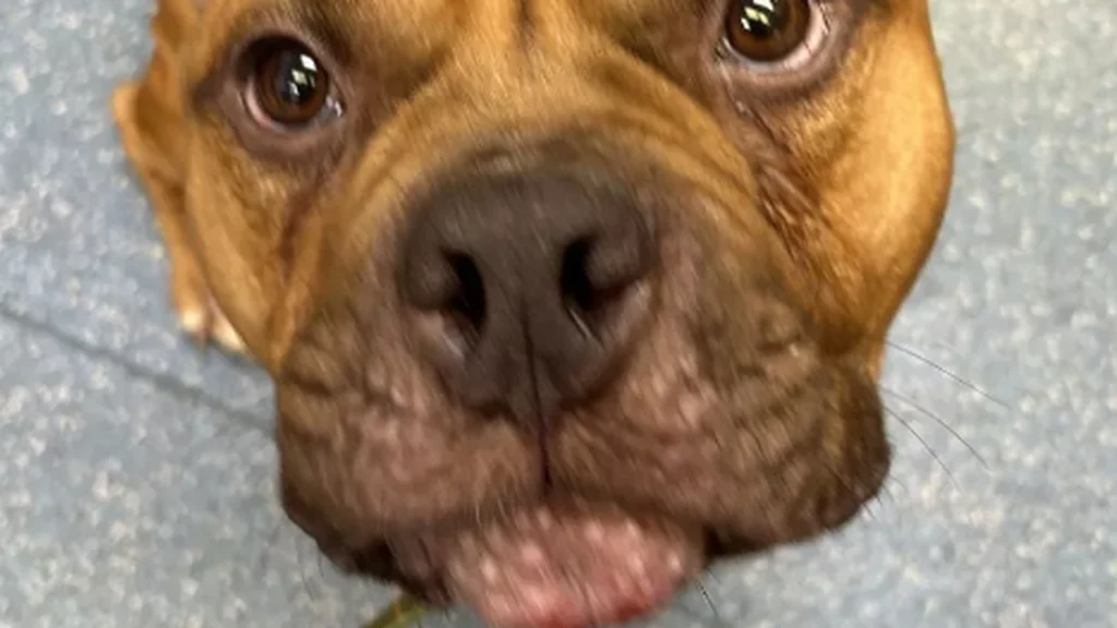 Hunden Græskar var få sekunder fra at blive aflivet – men så skete der et sandt mirakel