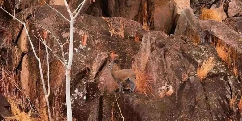 Kun dem med ‘høj hjernekapacitet’ kan spotte to antiloper i denne forbløffende optiske illusion