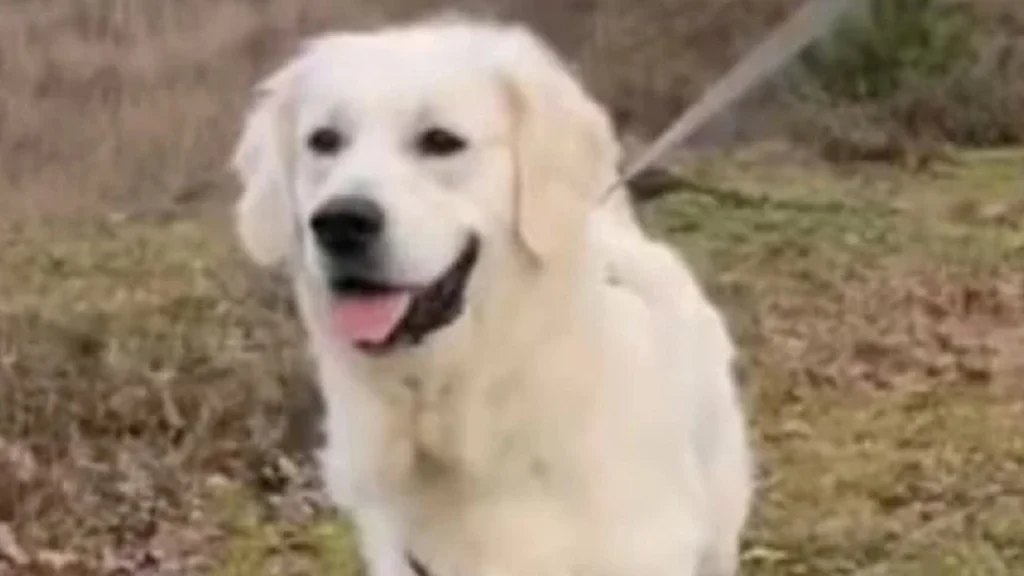 Golden retriever får skældud af sin ejer – Hundens reaktion er gået viralt