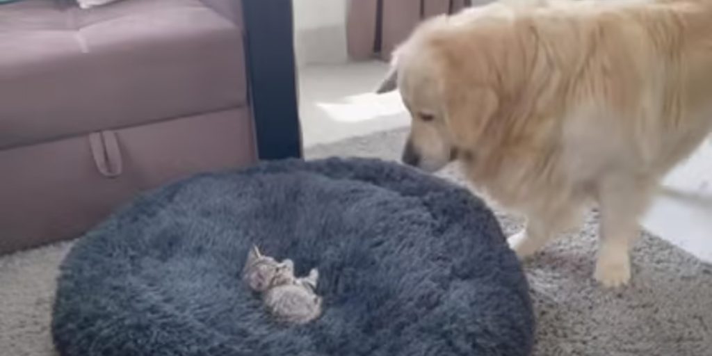 Kat stjæler Golden Retrievers kurv: Hundens reaktion er super nuttet (video)