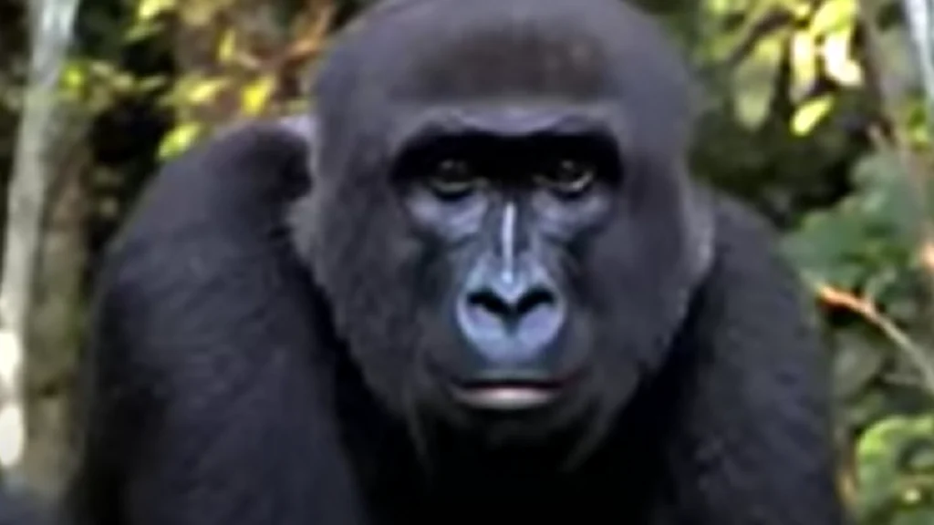 Næsten alle advarede ham om gorillaen, han opdrættede: Se så da de mødes igen 5 år senere