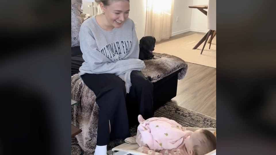 Jaloux gravhund går viralt: Sådan reagerer hunden på familiens nye baby