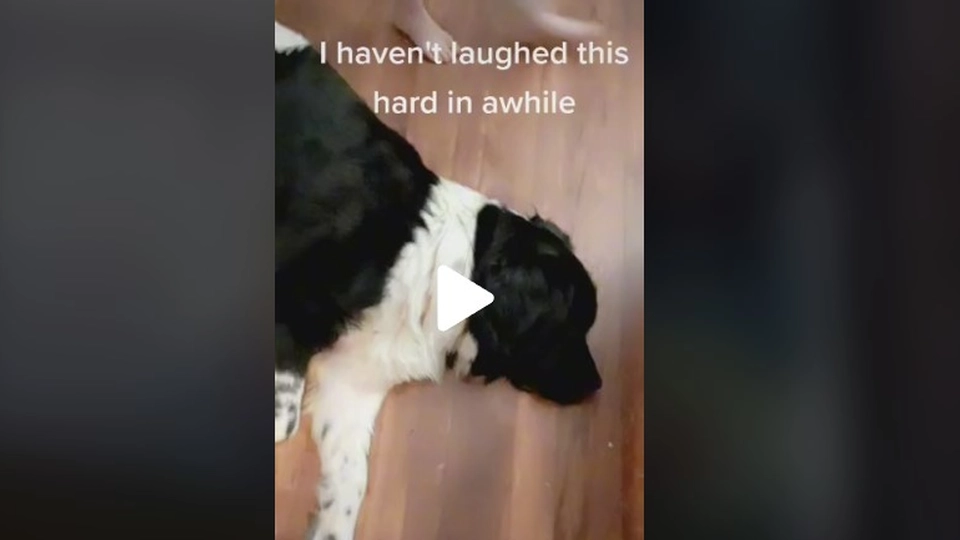 Christinas hund gøede hele natten: Da hun finder ud af hvorfor, knækker hun sammen af grin