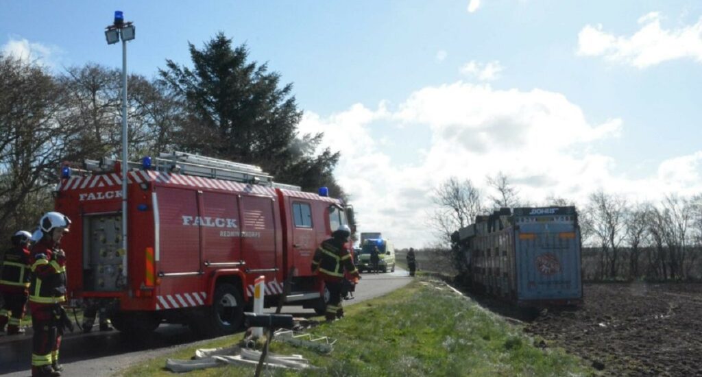 Grisetransport er væltet: 12 grise døde