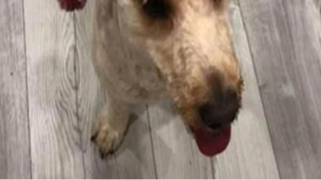 Overraskelse venter ejer, da hun henter sin hund fra hundefrisør: Kunne ikke tro sit eget syn