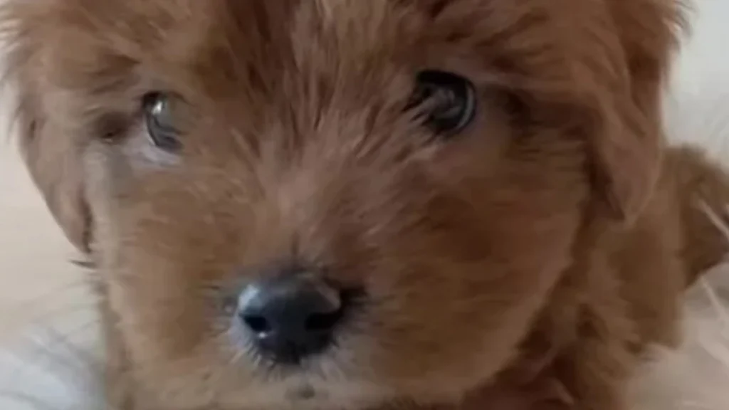 Hun gav 15.000 kroner for en goldendoodle: Som tiden gik, indså hun, at noget var helt galt