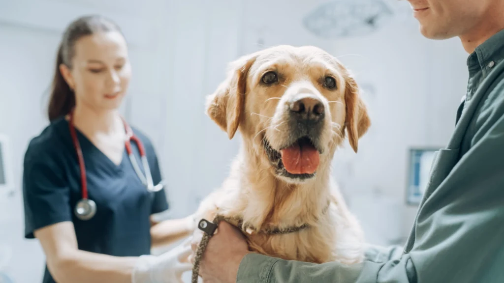 Advarsel til hundeejere: Velkendt legetøj kan være livsfarligt for din hund