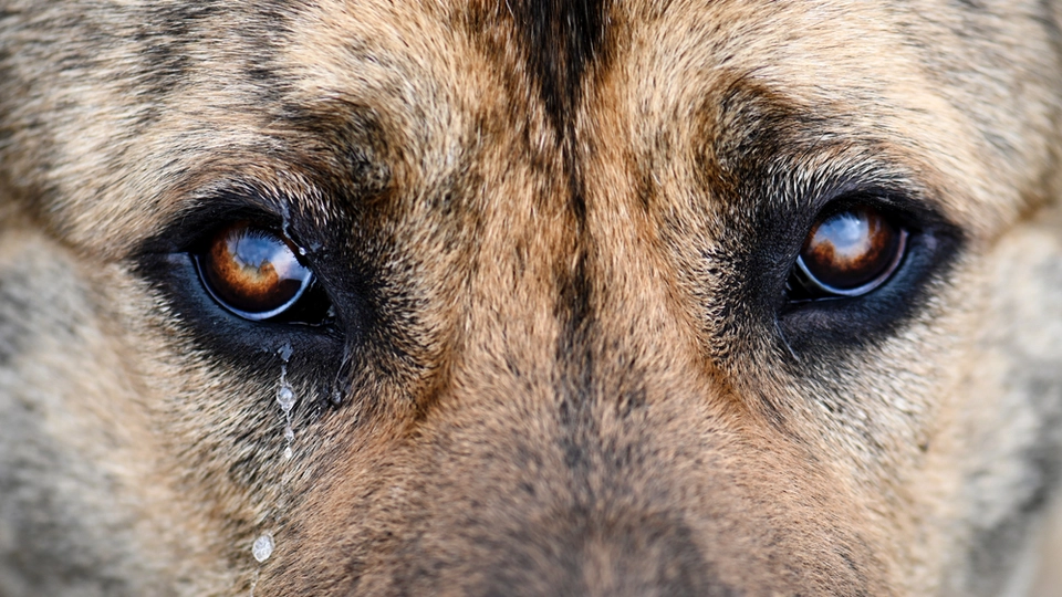 Er du klar over, at din hund også græder?