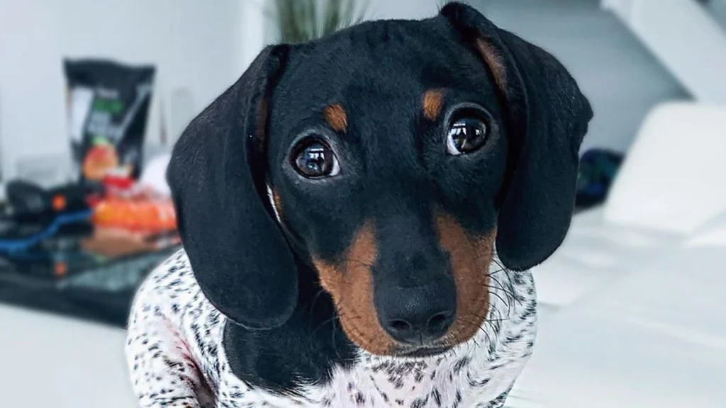 Mød Moo: Den unikke hund med et hoved som en gravhund og en krop som en dalmatiner