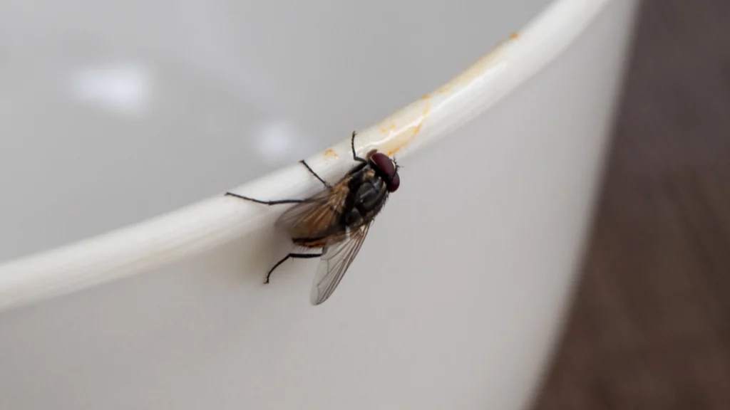 Hæng dette op ved døre og vinduer: Det vil holde fluer ude for altid