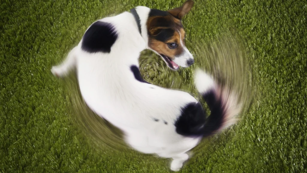 3 mulige forklaringer: Derfor jager din hund sin egen hale