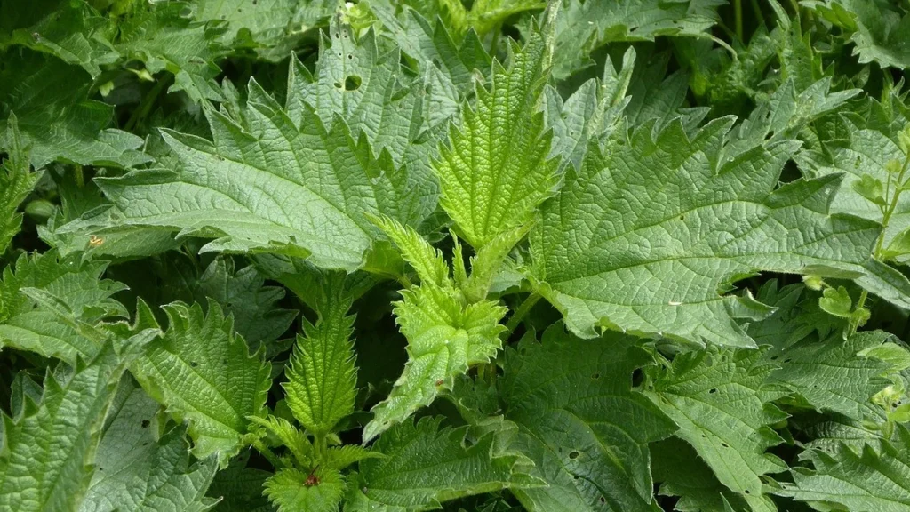 Slip af med ukrudtet uden sprøjtemidler: Genial teknik vinder frem