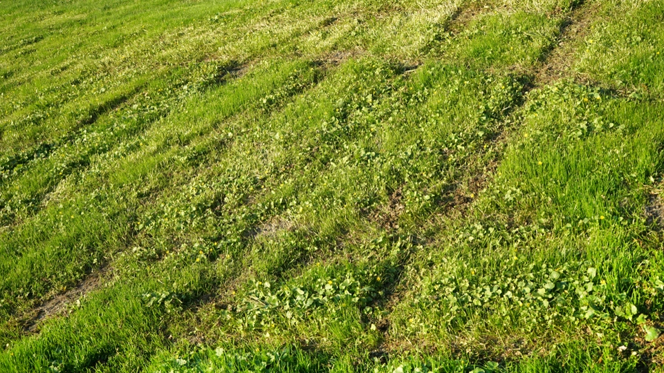 Simpelt trick kan være forskellen mellem en pæn og grim græsplæne til sommer: Sådan gør du