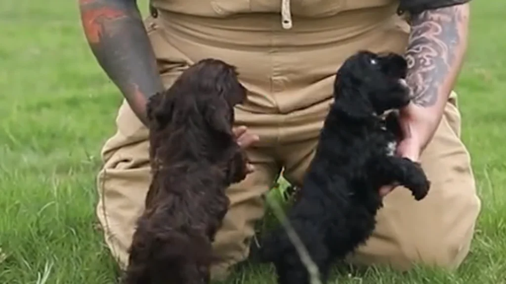 Advarsel fra hundeekspert: Alt for mange ejere er skyldige i at gøre det