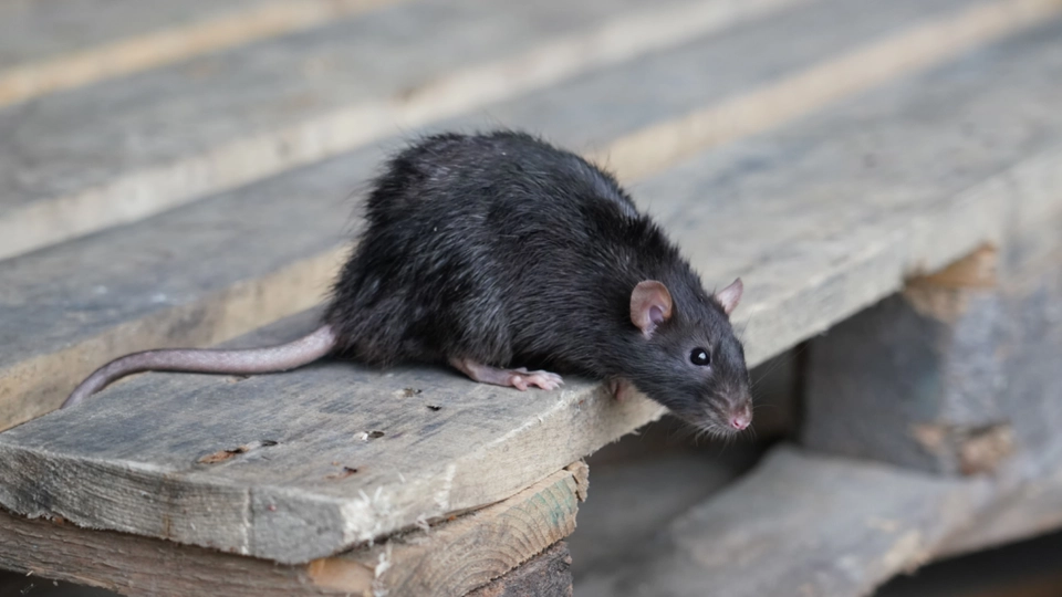 7 ting i hjemmet, der tiltrækker rotter og mus