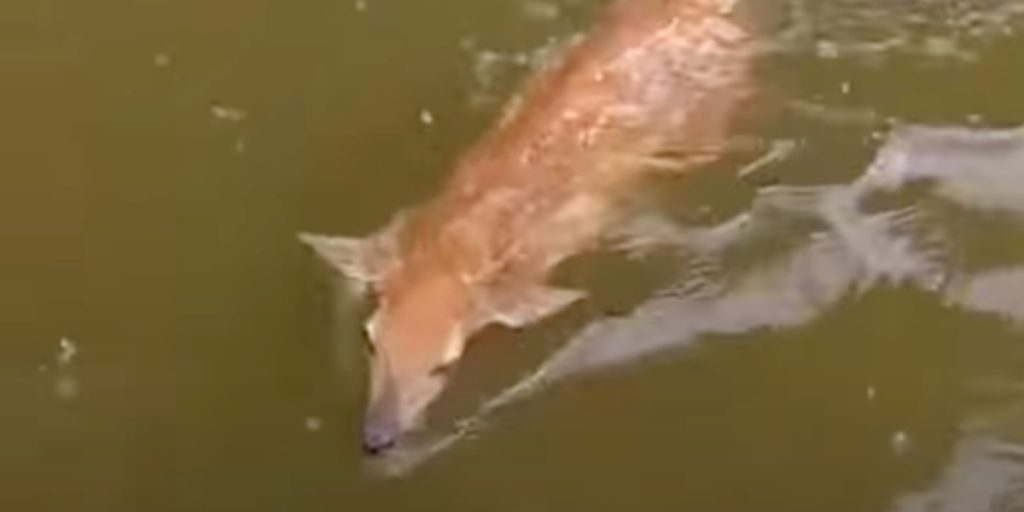 En hjortekalv svømmede direkte ind i en fiskers arme – årsagen stod hurtigt klar