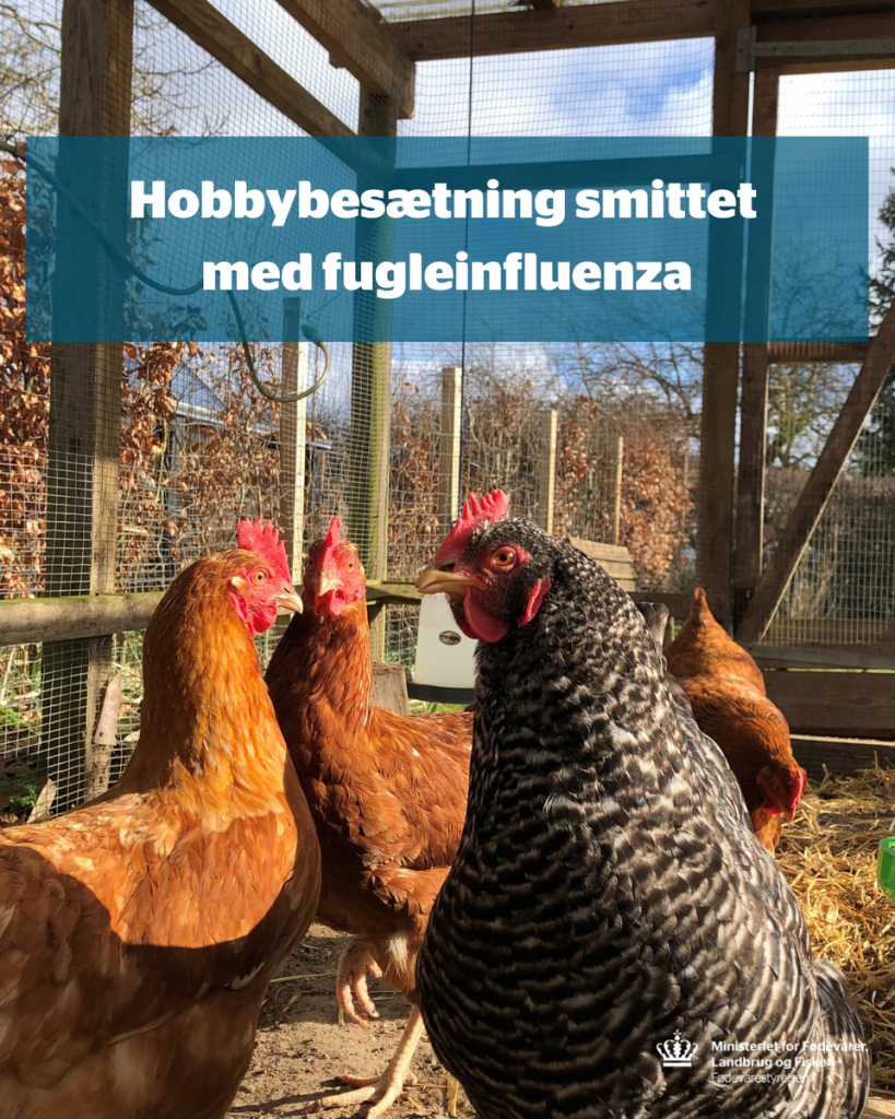 Flere dyr smittet med frygtet sygdom