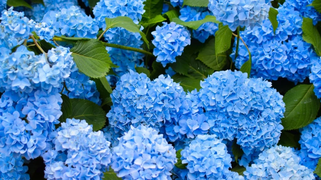 Derfor må du ikke længere plante hortensia i haven