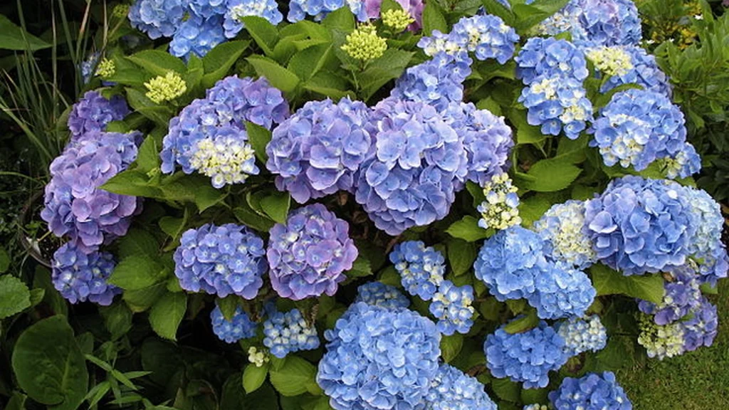 Hæld det under hortensiaerne i marts: De vil blomstre som aldrig før
