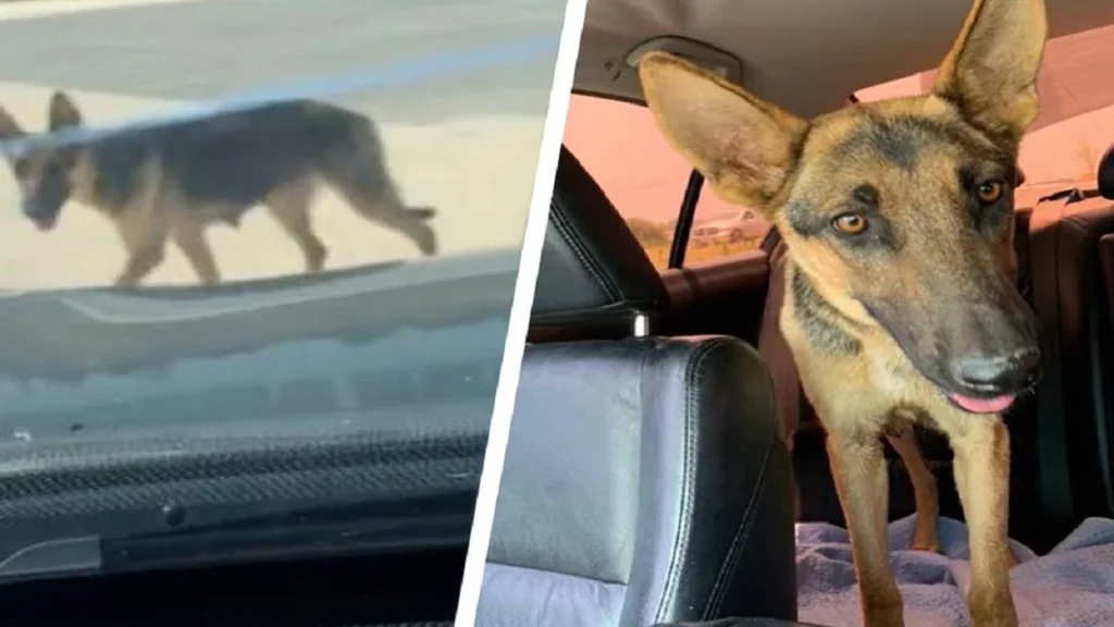 Kvinde redder forladt hund: Da hun kigger nærmere på hunden, får hun et kæmpe chok
