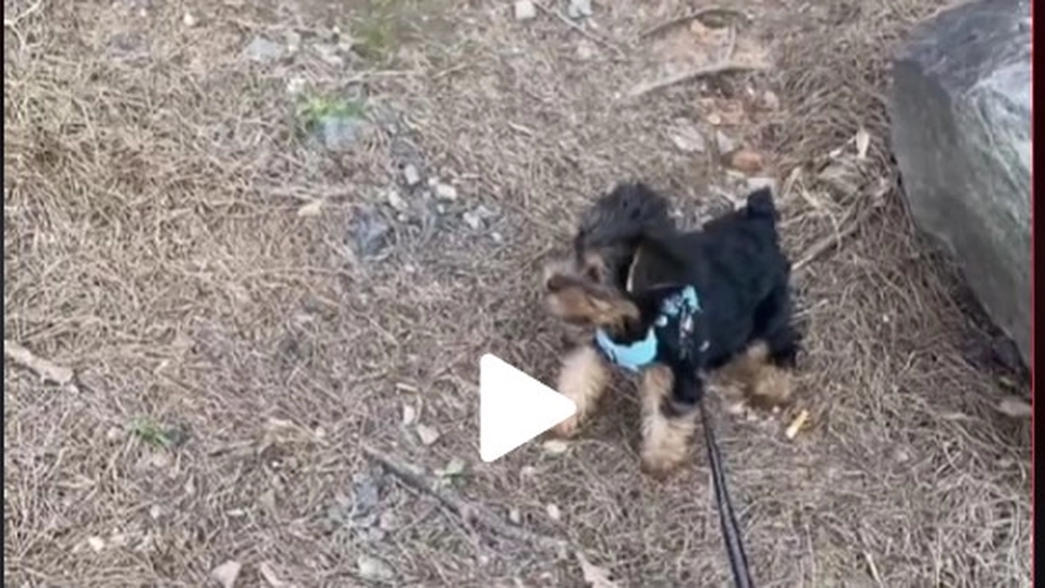 Kvinde købte Yorkshire Terrier til 13.000 kr: “Den ligner en ged”