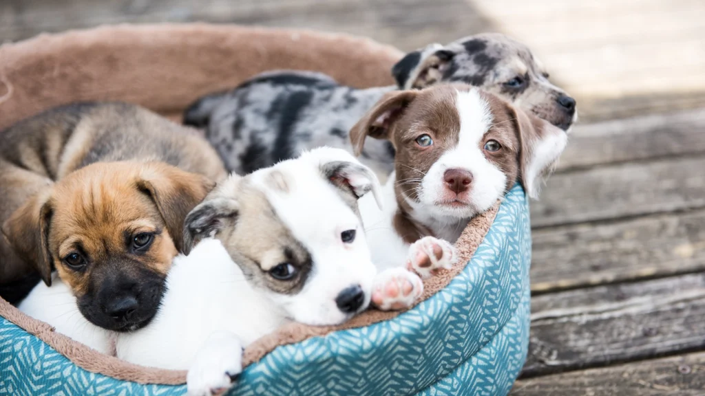 2 fejl, du aldrig må begå med din hvalp ifølge hundeekspert