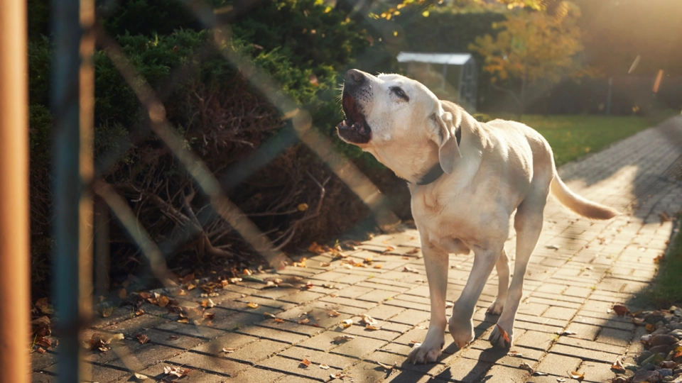 Gør din hund? Der er faktisk en lov imod dette i Danmark