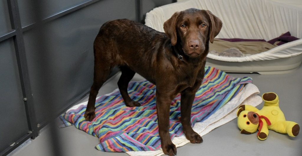 Trist udvikling: Hunde sidder fast på internater over hele landet