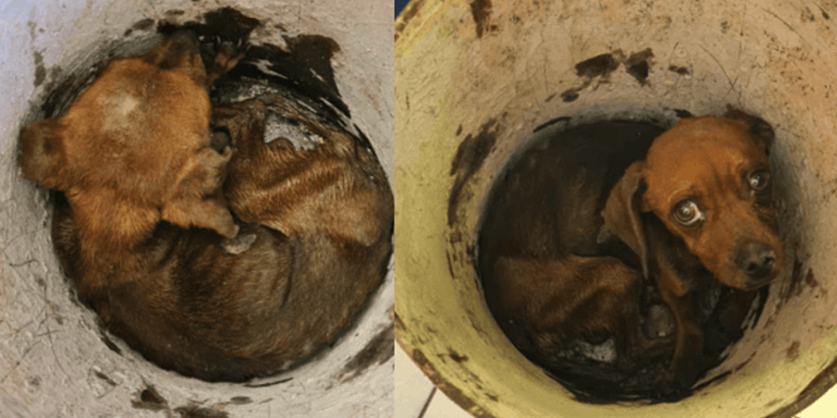 Den blev afleveret på internat i spand med motorolie: Hunden var ‘skelet-agtig’