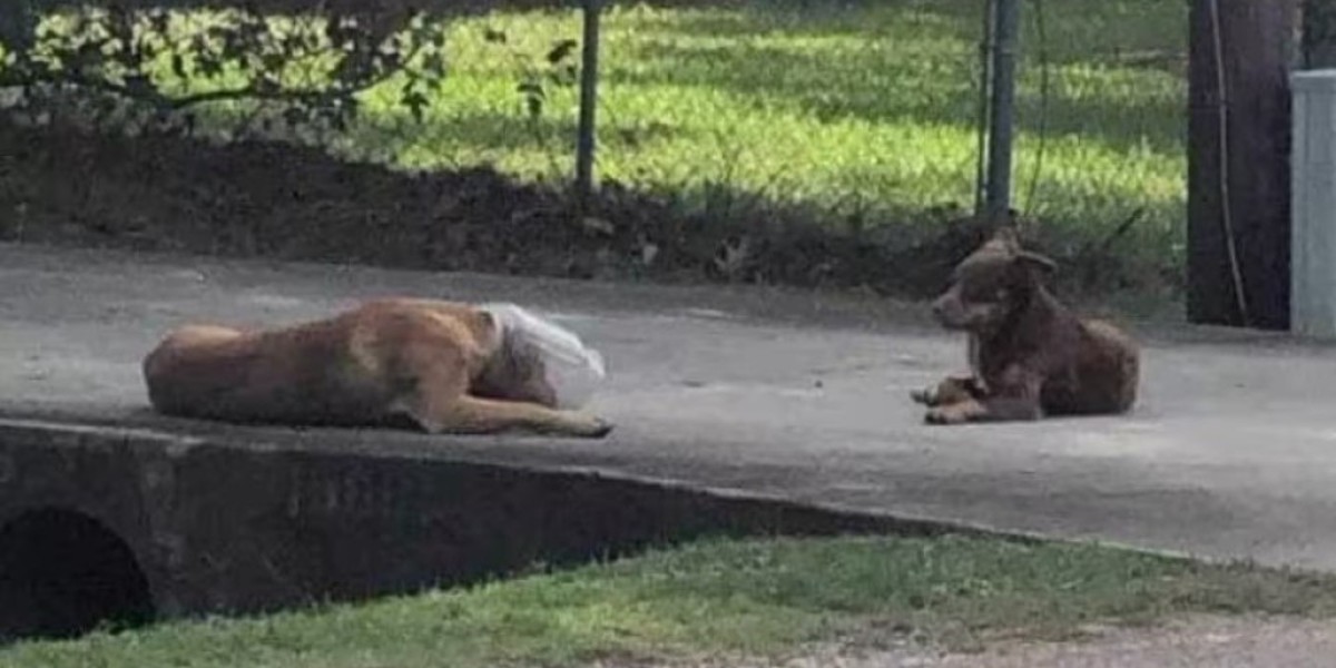 Brugte en måned på at hjælpe hund med en beholder på hovedet: “10 timer om dagen”