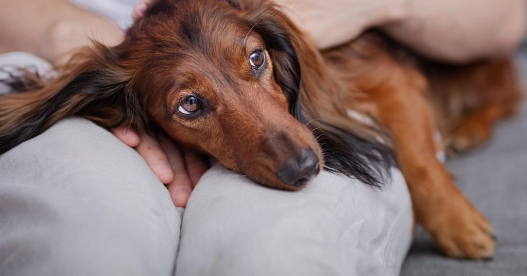 Hundeforskere med advarsel: Gør aldrig dette ved din hund